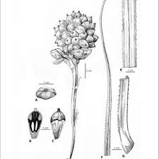 Image result for Hetaeria heterosepala