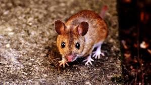 Rodent control faqs and dyi steps for solutions on rodent infestation. Are Mice In Ductwork A Common Problem Wildlife Troopers