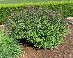 Image result for Ocimum fimbriatum