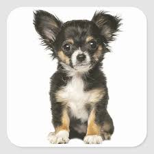 8,344 likes · 20 talking about this. Long Hair Chihuahua Puppy Dog Black Brown White Square Sticker Zazzle Com