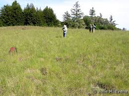 Image result for Rytidosperma davyi