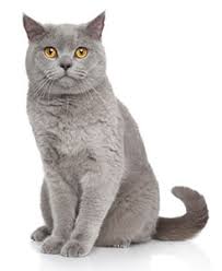 These mutations are responsible for 17 common kitty conditions and diseases. British Shorthair Hypertrophic Cardiomyopathy Ufaw