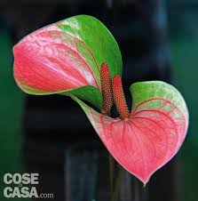 Chiamata anche pianta del nervo o pianta mosaico, la fittonia albivenis è un arbusto con foglie percorse da un'intricata rete di venature il cui . Anthurium 5 Regole Per Non Sbagliare Cure E Concimazione Cose Di Casa