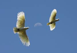 Free Images Birds In Flight Free Birds In Flight Of Moon Stock Photo Freeimages Com Birds In Flight Stock Photos Photo