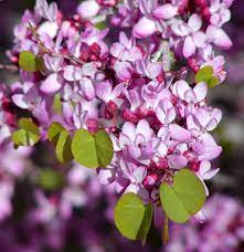 Check spelling or type a new query. Cercis Occidentalis Wikipedia