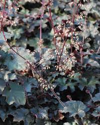 Image result for Heuchera `Palace Purple`