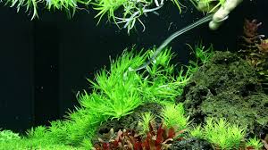 Image result for Heteranthera