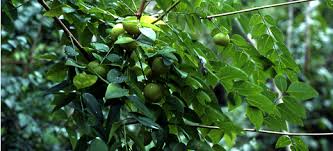 Image result for Phyllanthus engleri