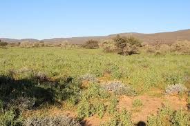 Image result for Limeum argute-carinatum