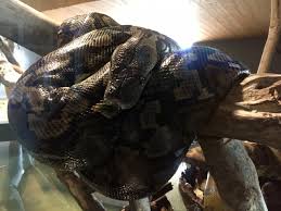 (central) african rock python など）はニシキヘビ科ニシキヘビ属に分類されるヘビである。かつてナタールニシキヘビ (学名: Roelzcakfhx2om