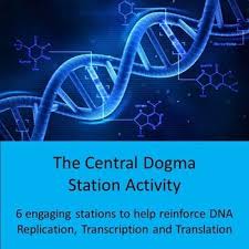 Central Dogma Station Activity Station Activities Central Dogma Dna Activities