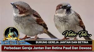 Jan 03, 2020 · cililin ini termasuk jenis monomorfik, karena tidak ada perbedaan penampilan yang signifikan antara jantan dan betina. Perbedaan Blackthroat Jantan Dan Betina Om Kicau Perbedaan Blackthroat Jantan Dan Betina Om Kicau Cara Cara Mengetahui Perbedaan Kenari Jantan Dan Betina