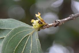 Image result for Strychnos kasengaensis