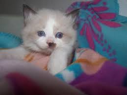 Ragdoll bluqueen » ragdoll cats » ragdoll bicolor. Adorable Blue Eyed Ragdoll Kittens 10 Weeks Old For Sale In Denver Colorado Classified Americanlisted Com