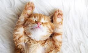 The Meaning And Symbolism Of The Word Kitten