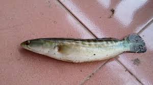 名站推薦 tips：2021年6月8日 更新失效連結 total 13 ». å°ç›¾é±§ é­šè™Ž è›‡é ­é­š é»'é­š ç¬¬ä¸€æ¬¡é‡£ç² Youtube