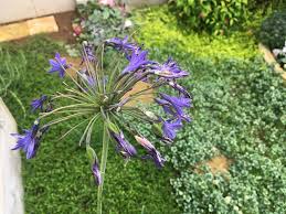 アガパンサスが２年目でついに開花 まさに弾ける青色の花火 ズボラな週末ガーデニング