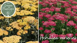 I just wanted to say thank you to you and jen for saturday, i had the most amazing day and i'm still full. Gardening Archives Commercial Nursery Johnsons Of Whixley Home Johnsons Of Whixley