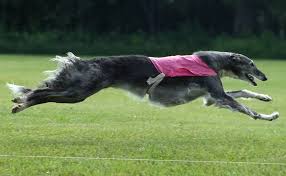 A heavy built borzoi runs in the snow. Whisky Drinks Litter Whiskey X Indigo Runtuff Borzoi