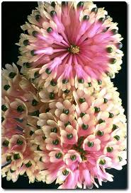 Orquidea Dendrobium Smilliae Unusual Flowers Unique Flowers Flower Seeds