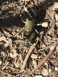 Wild About Utah: Mormon Crickets | UPR Utah Public Radio