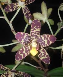 Image result for Ansellia