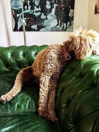 Pet Friendly Sofa Kid Friendly Couch Durable Sofas Dog Friendly Chesterfield Sofa Kid Friendly Couch Kid Friendly Sofa Best Leather Sofa