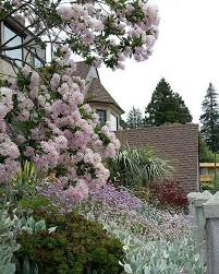 Image result for Dais cotinifolia