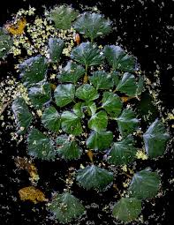 Image result for Trapa natans