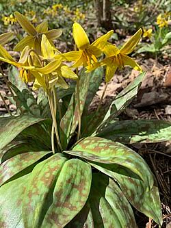 Erythronium americanum - Wikipedia