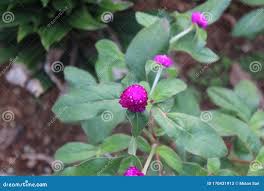 Image result for Nyctaginaceae
