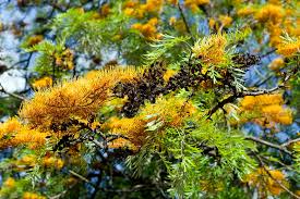 Image result for Grevillea robusta
