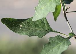 Image result for Solanum villosum