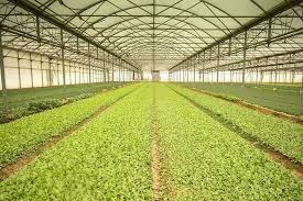 Full farm tour of a vegetarian homestead | garden, orchard, animals, & more. Grow Lights Tuv Sud