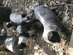Check spelling or type a new query. Pennysaver Australian Cattle Dog Puppies For Sale In Riverside California Usa