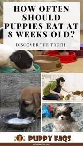 We've looked at how much to feed your puppy, and seen that this will change depending on how old your puppy is, and how large he is going to be as an adult. 10 Jordy Training Ideas In 2021 Puppy Training Training Your Puppy Easiest Dogs To Train