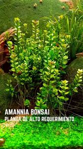 Image result for Rotala fontinalis