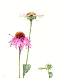 Stephanie Pui Mun Law Shadowscapes Botanical Art Botanical Painting Botanical Drawings