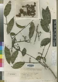 Image result for Strychnos gossweileri