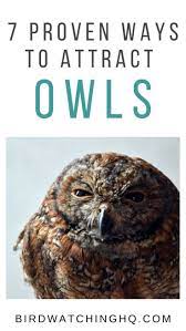 7 Proven Ways To Attract Owls 2021 Bird Watching Hq Owl Backyard Birds Sanctuary Owl Species