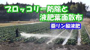 ブロッコリー防除と同時液肥葉面散布21 1 25 1146 Youtube