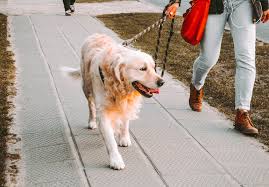 Dog Walk Pictures | Download Free Images on Unsplash