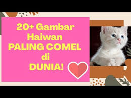 Berikut adalah beberapa haiwan paling kaya dalam sejarah. 20 Gambar Haiwan Paling Comel Di Dunia Pelik Tapi Benar Youtube