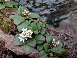 Image result for Micrargeria