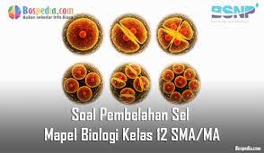 Enzim memiliki sifat sebagai berikut, kecuali…. Lengkap Soal Pembelahan Sel Mapel Biologi Kelas 12 Sma Ma Bospedia