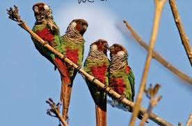 Image result for Pycreus permutatus