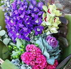 Order by 2pm in your recipient's time zone. Blue Delphine Free Sydney Delivery