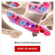Understanding Blood Counts Leukemia And Lymphoma Society