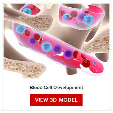 understanding blood counts leukemia and lymphoma society