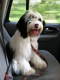 Tibetan Terrier Puppies For Sale Minneapolis Mn Tibetan Terrier Terrier Puppies Terrier